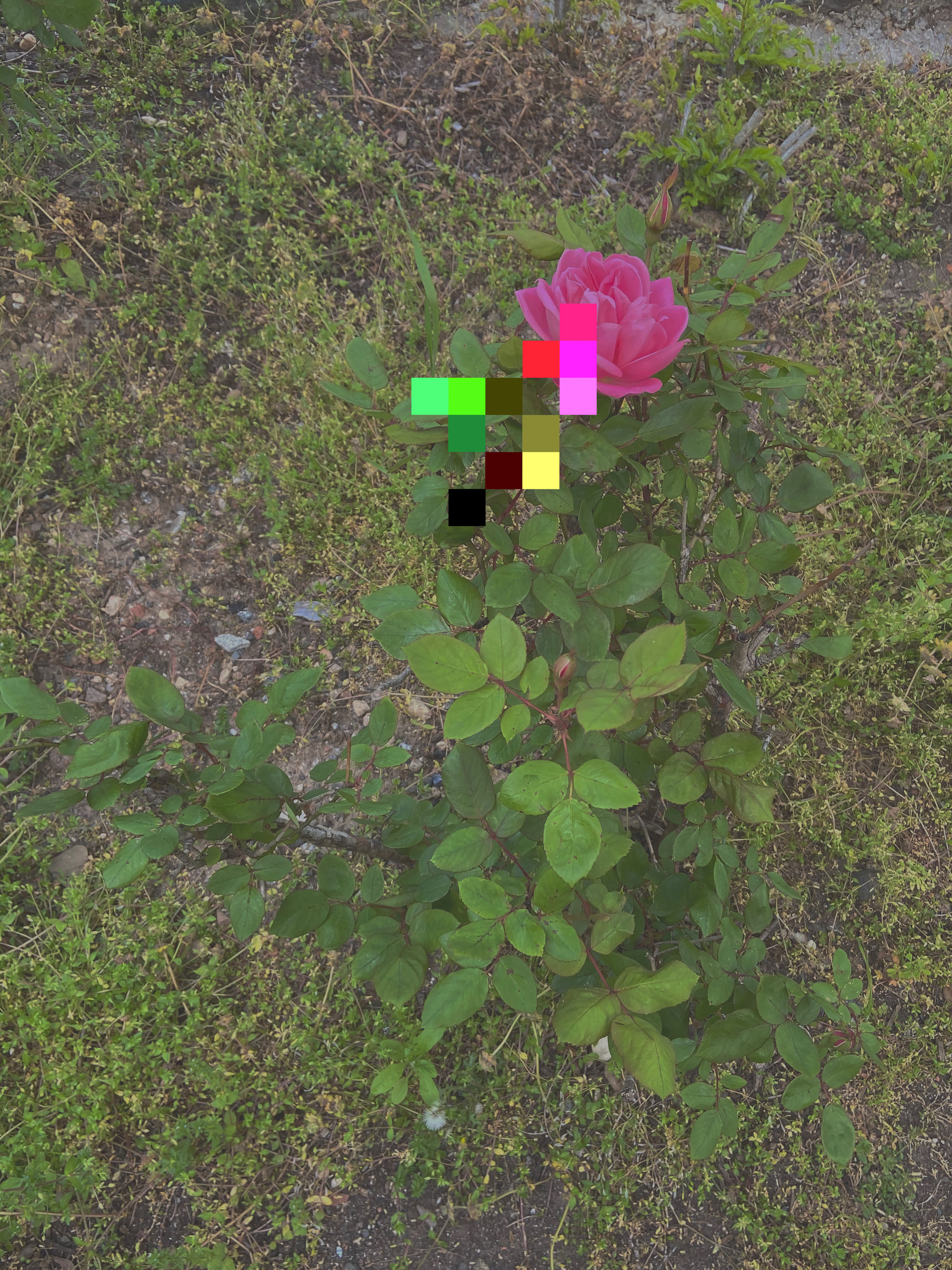 filtered flowers (rose)