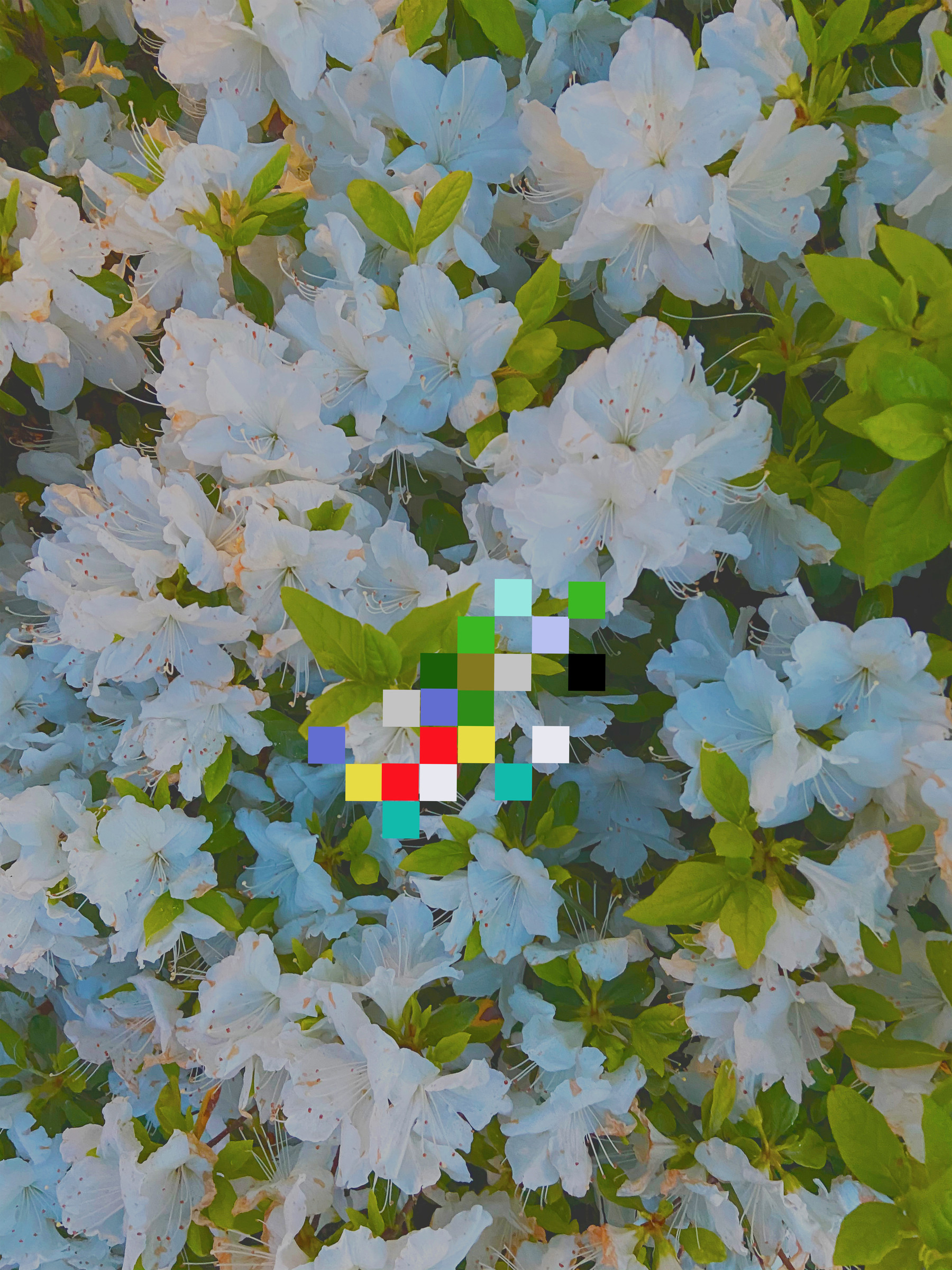 filtered flowers (white)