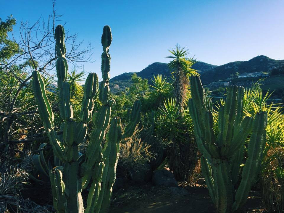 my favorite succulent-filled view