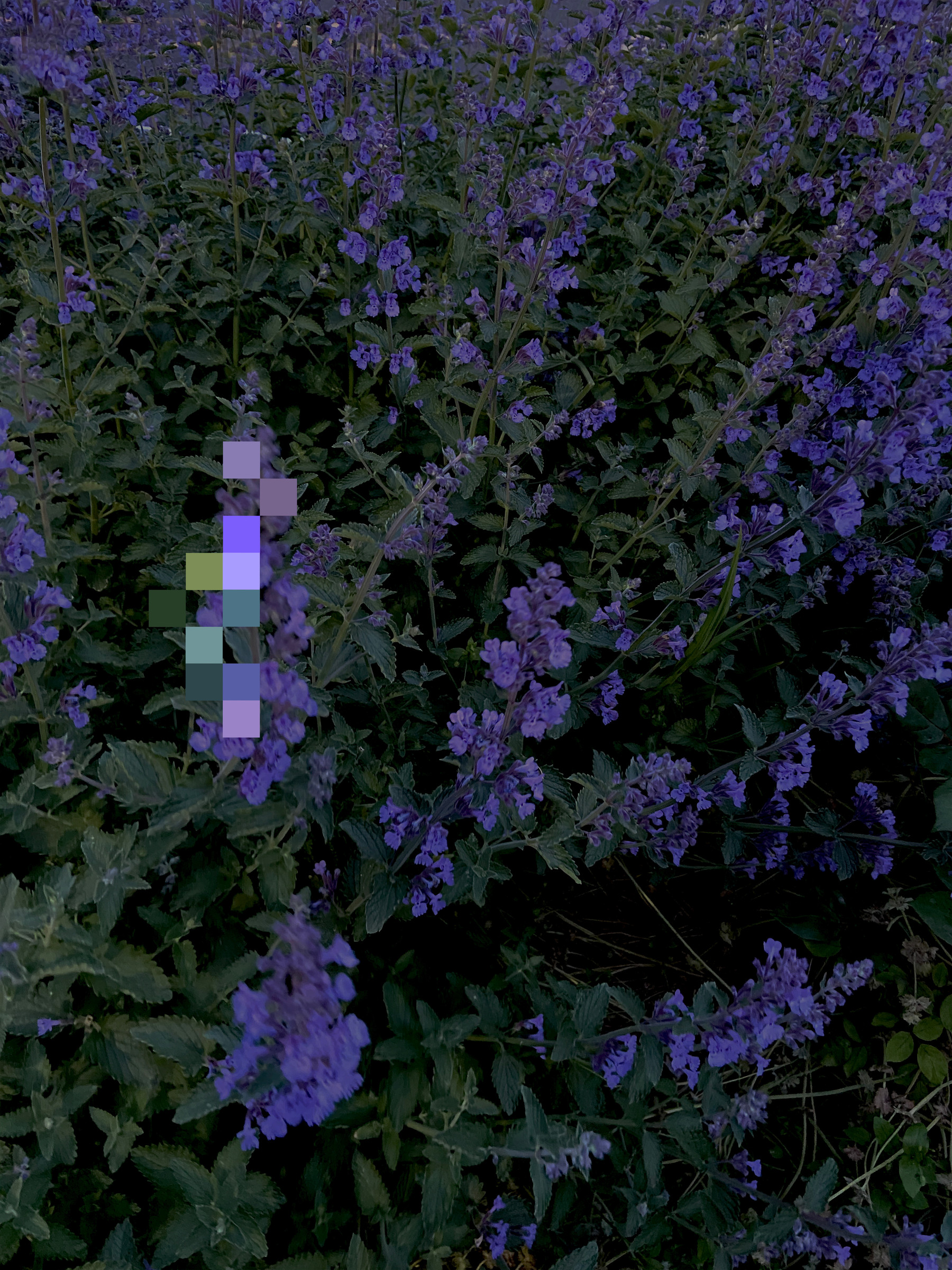 filtered flowers (purple)
